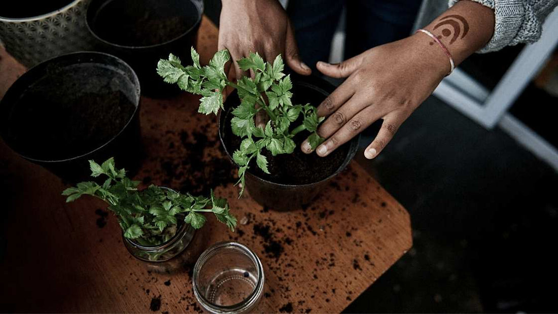 live more sustainably